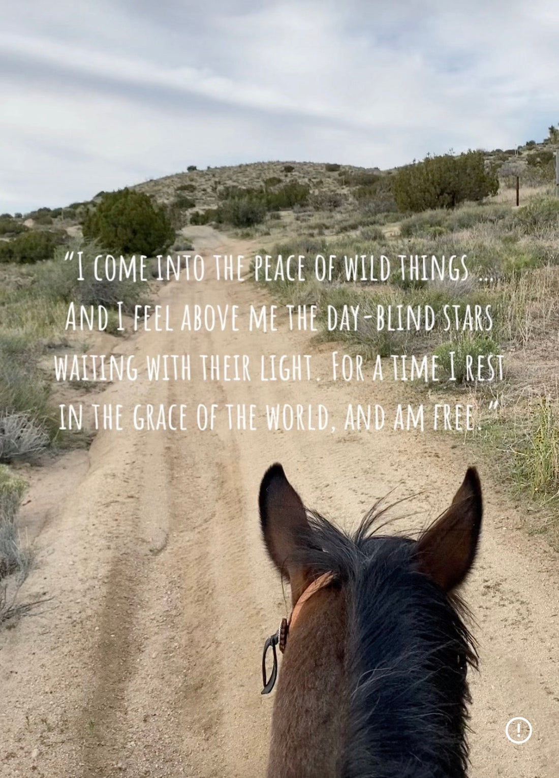 I comeinto the peace of Wild Things and I feel above me the day-blind stars waiting with their light. For a time I rest in the grace of the world and i am free."