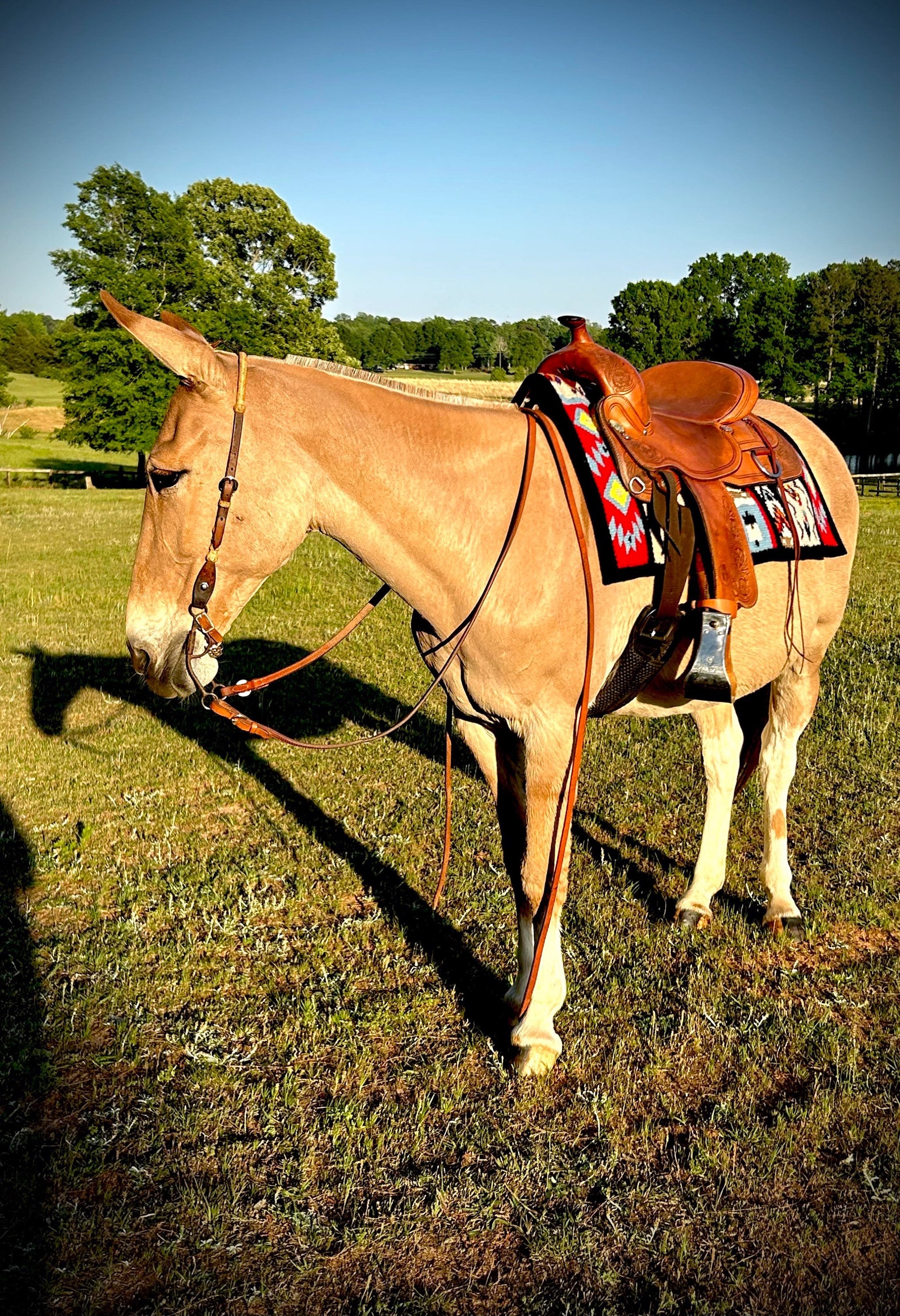 Wool Saddle Blanket ~  Jumpin’ Jack Flash image 0
