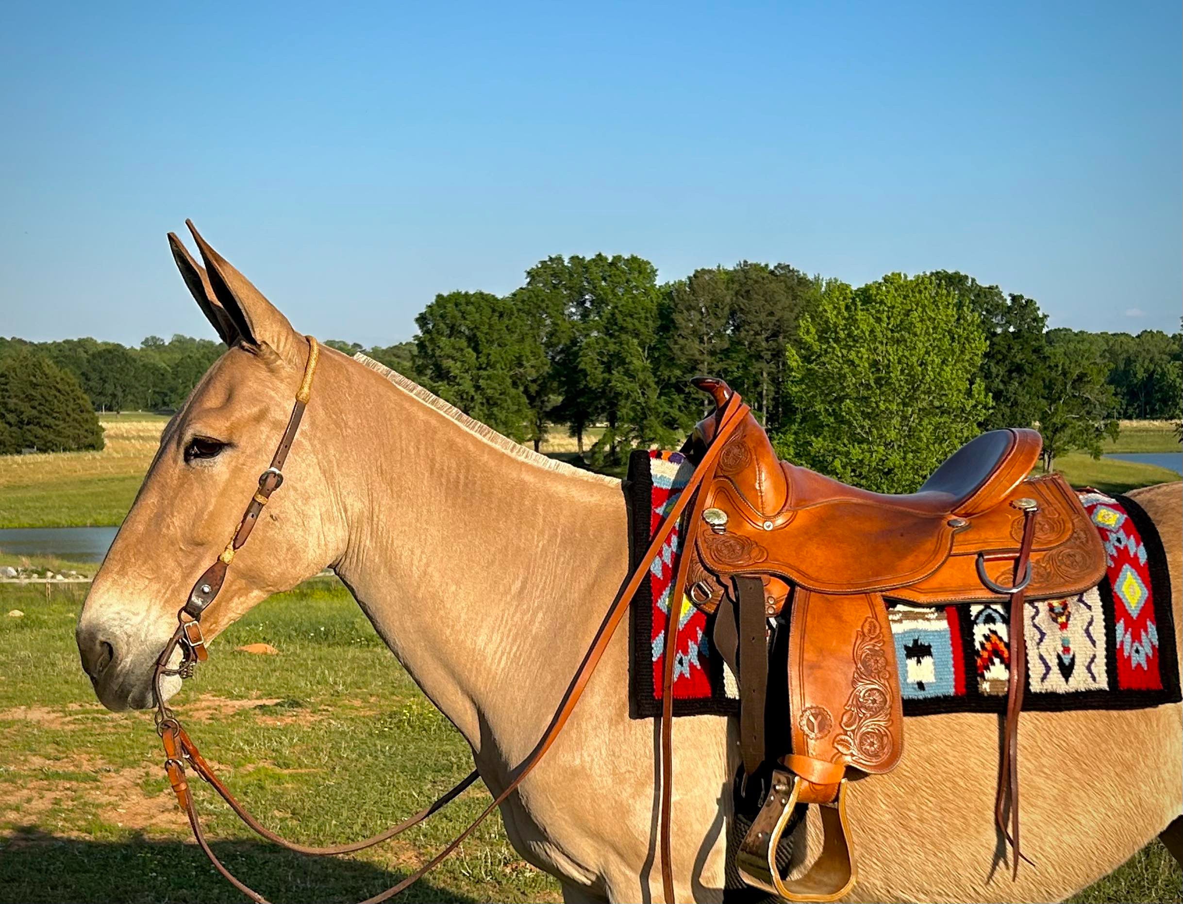 Wool Saddle Blanket ~  Jumpin’ Jack Flash image 4